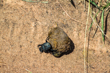 Obraz premium Maasai Mara National Park Safari Tour