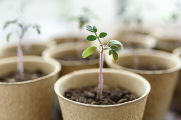Biodegradable paper seed or plant pots with tomato sprouts close up