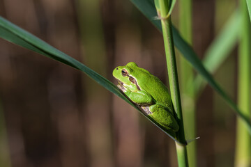Hyla arborea - Green tree frog on a stalk. The background is green. The photo has a nice bokeh.