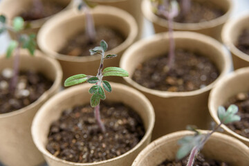 Biodegradable paper seed or plant pots with tomato sprouts close up