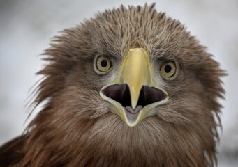 portrait of a eagle