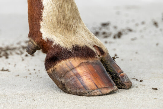 Hoof of a dairy cow standing on a path, red and white fur