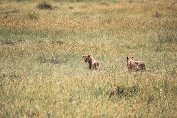 Maasai Mara National Park Safari Tour