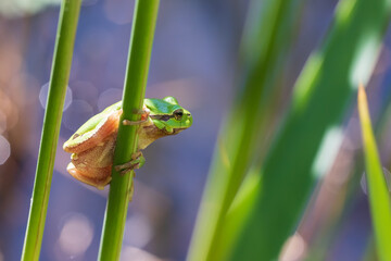 Hyla arborea - Green tree frog on a stalk. The background is green. The photo has a nice bokeh.