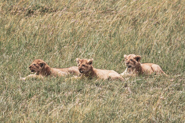 Maasai Mara National Park Safari Tour