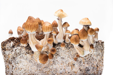 pf tek mushroom psilocybe cubensis