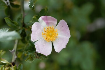 Flower of a dog rose, Rosa canina.