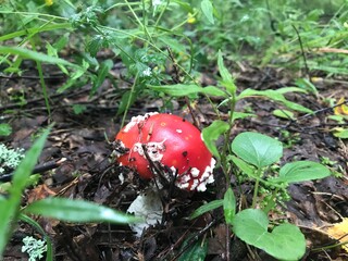 red fly agaric