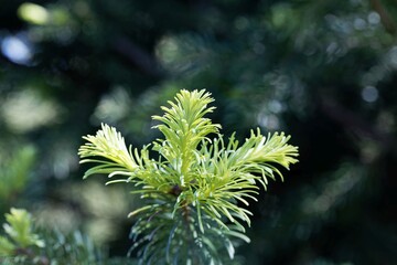Needles of a subalpine fir, Abies lasiocarpa
