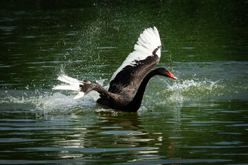 Nice black swan sweeming on summer lake with water splashes nature
