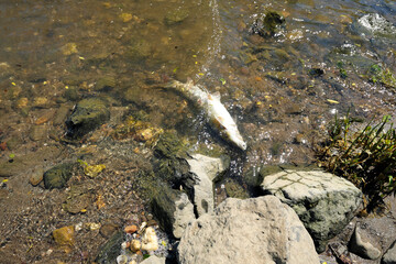 Toter Fisch im Wasser an Flussufer - Stockfoto