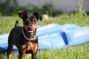 Naula the Miniature Pinscher puppy sticking tongue out taken by Vivian C August 2015