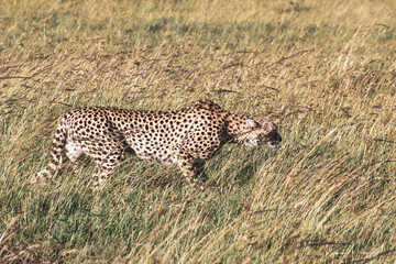 Obraz premium Maasai Mara National Park Safari Tour