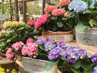  Blooming hydrangea of ​​different colors is in pots by the shop window. © Natalia