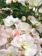 Blooming bush of white and pink roses in the street.