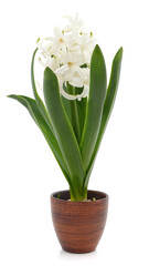 White hyacinth in a pot.