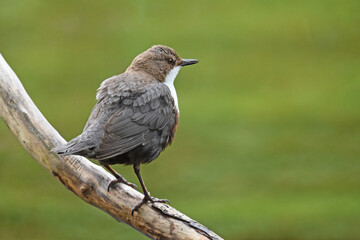 Wasseramsel - Cinclus cinclus