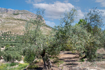 Fototapeta na wymiar Andalusian agriculture
