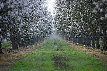 almond farm flower