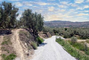Andalusian agriculture