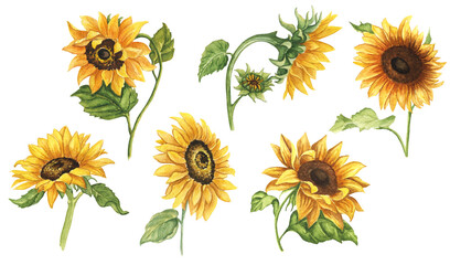 Watercolor Sunflowers Clipart. Hand Drawn Sunflowers on White Background. Farmhouse Yellow Flower Illustration.