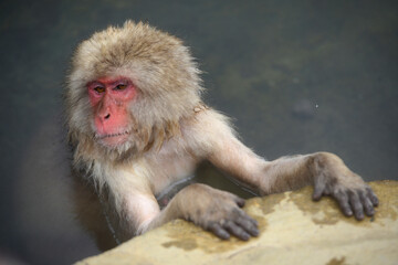 snow monkey