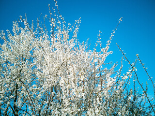 Spring cherry plum blossom. White flowers of blomming trees on blue sky background
