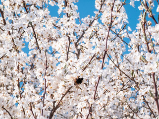 Spring cherry plum blossom. White flowers of blomming trees on blue sky background