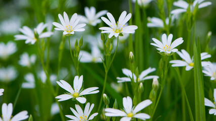 Stellaria holostea. delicate forest flowers of the chickweed, Stellaria holostea or Echte Sternmiere. floral background. white flowers on a natural green background. close-up