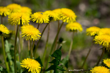 yellow dandelions growing on a lawn illuminated by the sunlight, springtime wild flowering plant with green leaves on stem. macro nature, natural background, close-up