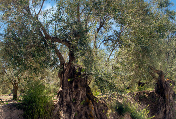 Andalusian agriculture