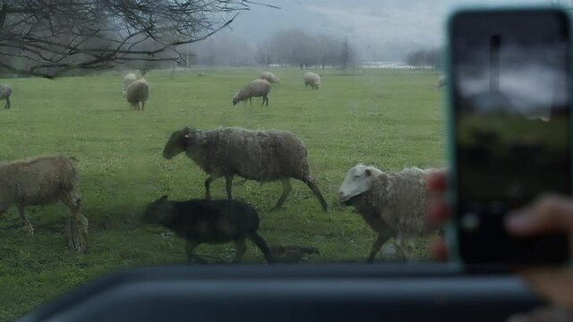 Closeup view. Girl sits in car and takes pictures on phone through window flock of sheep grazing on green meadow, playing lambs. Rain outside. Mountains, forest, bare trees, rural natural landscape