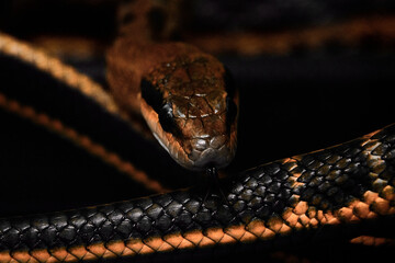 close up of a snake