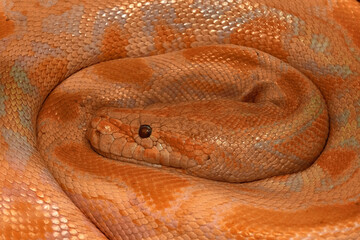 close up of a snake