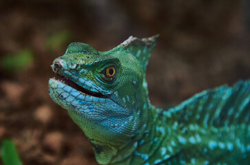 close up of a green iguana