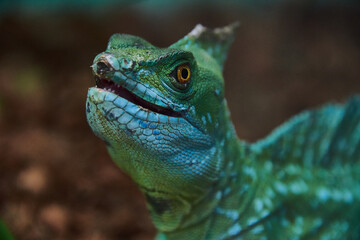 green iguana on a branch