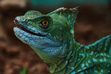 close up of a green iguana