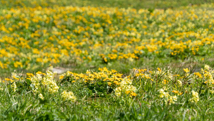 Blumenwiese in Gelbtönen, mit Schlüsselblumen und Sumpfdotterblumen
