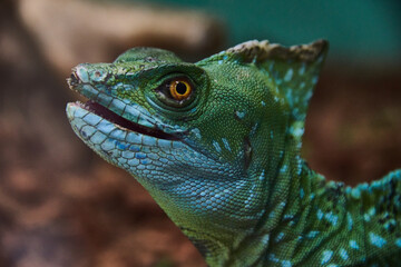 green iguana on a branch