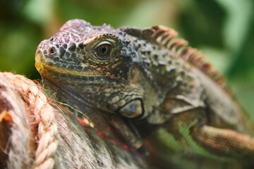 close up of iguana