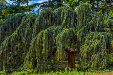 Cedrus atlantica Glauca Pendula in summer park