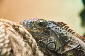 portrait of iguana