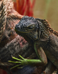 iguana on a tree