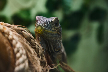 iguana on tree