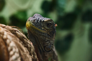 turtle close up