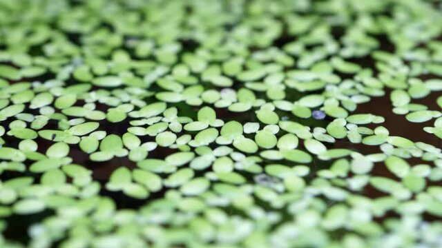 Duck weed plant on the water macro close up with shallow depth of field. Movement of green duckweed, floating on the water of fish tank.