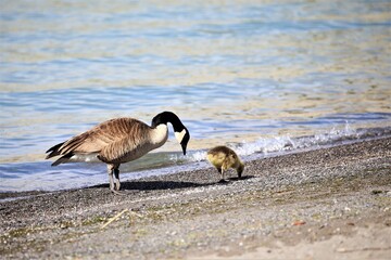 Canada goose with baby goose