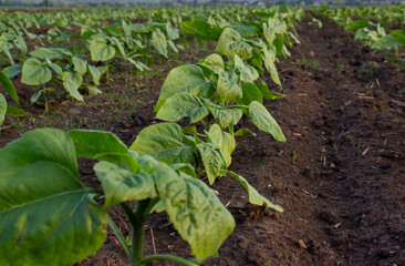 Young sunflower plants grow in rows on the ground.