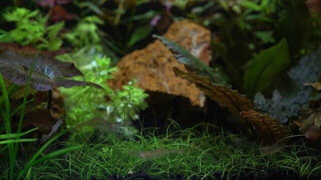 Planted freshwater hobby aquarium with green plants and shrimp fish. Beautiful fish tank aqua and landscape. Underwater weeds are red tiger lotus, Nypmhaea, Zenkeri, dwarf hair grass and more.