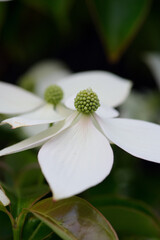 ６月から７月にかけてよく見かけるヤマボウシ。ハナミズキとよく似ているミズキ科の花。花言葉は「友情」